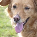 andors-hondenuitlaatservice-honden-uitlaten-in-hilversum-4-e1442229555946