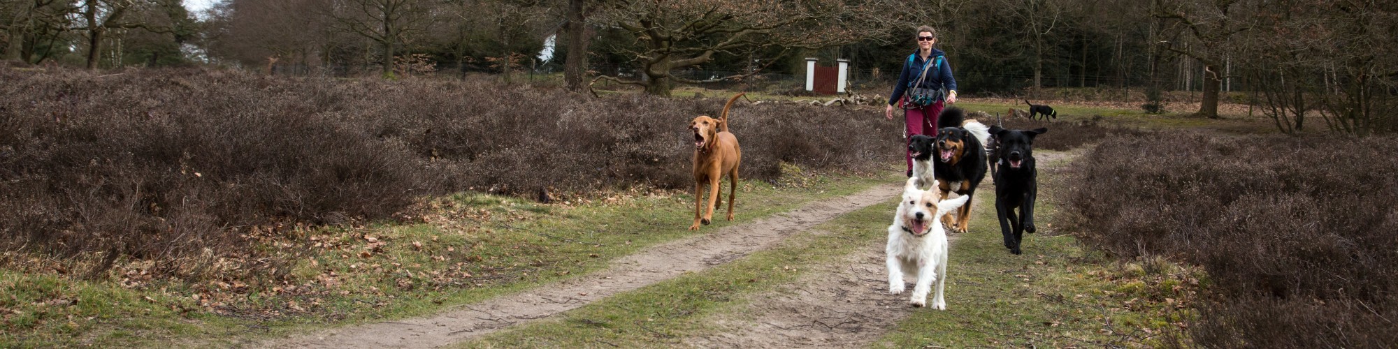 Hond uitlaten Hilversum