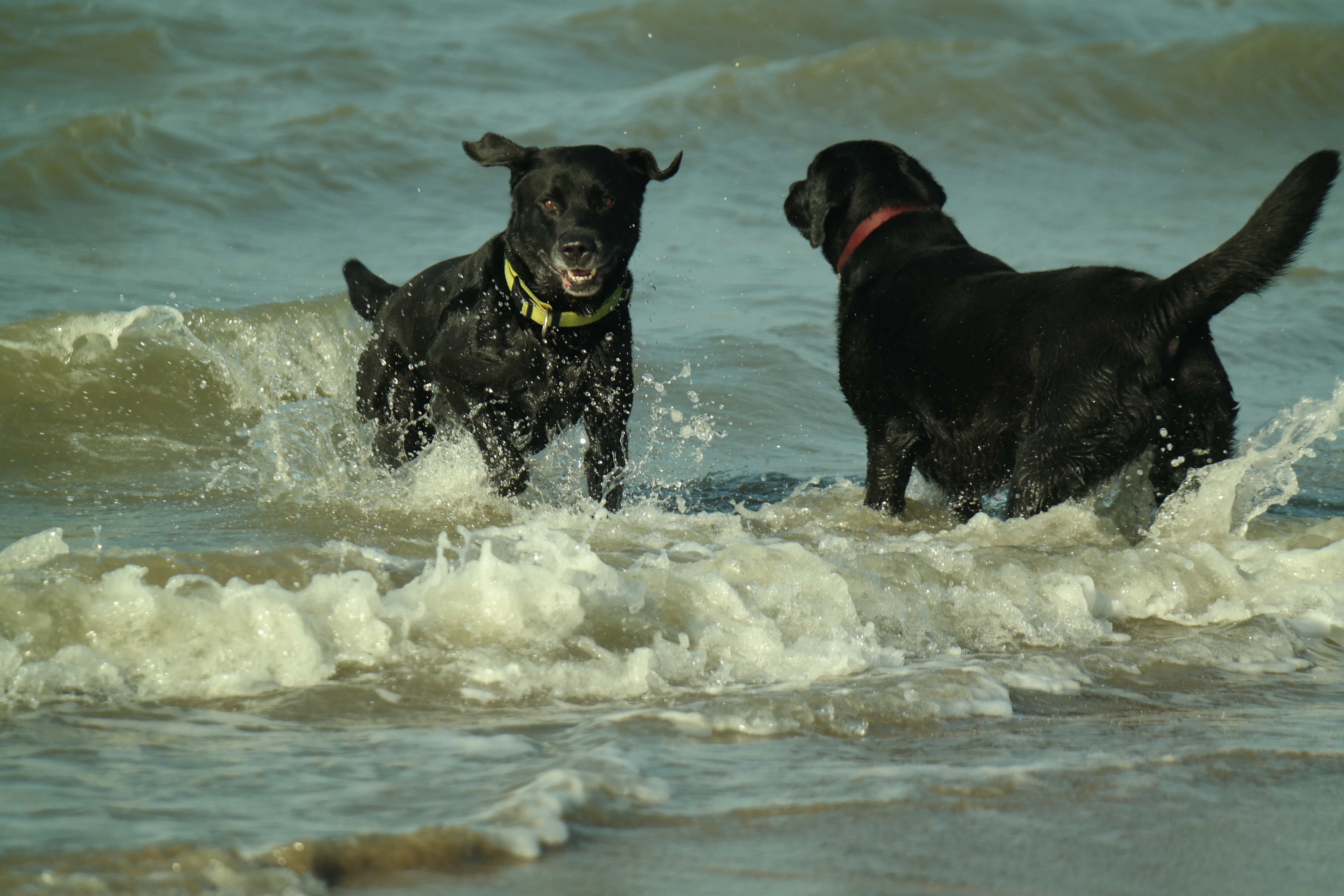 Twee honden in water