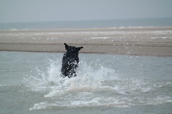 Hond in water
